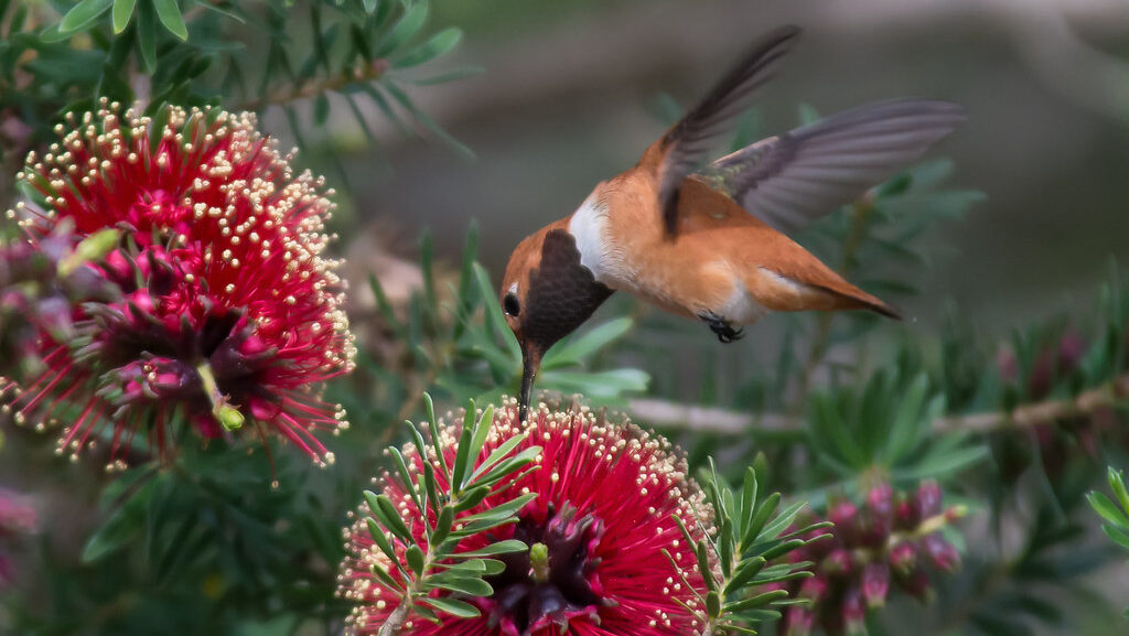 A Rufous Hummingbird feeds from a vibrant red bottle brush flower.