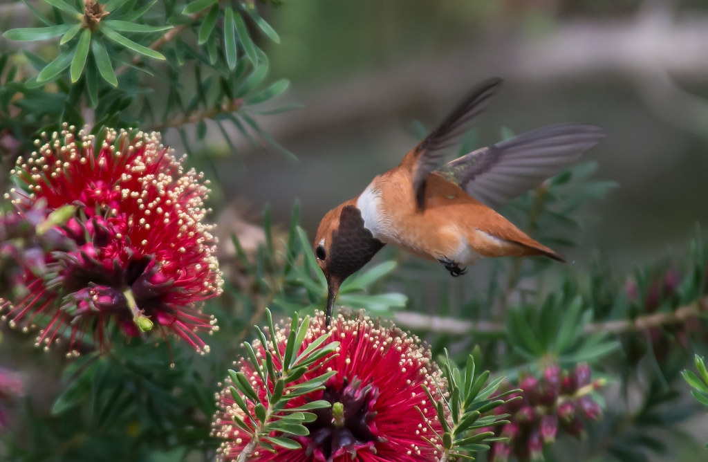 A Rufous Hummingbird feeds from a vibrant red bottle brush flower.