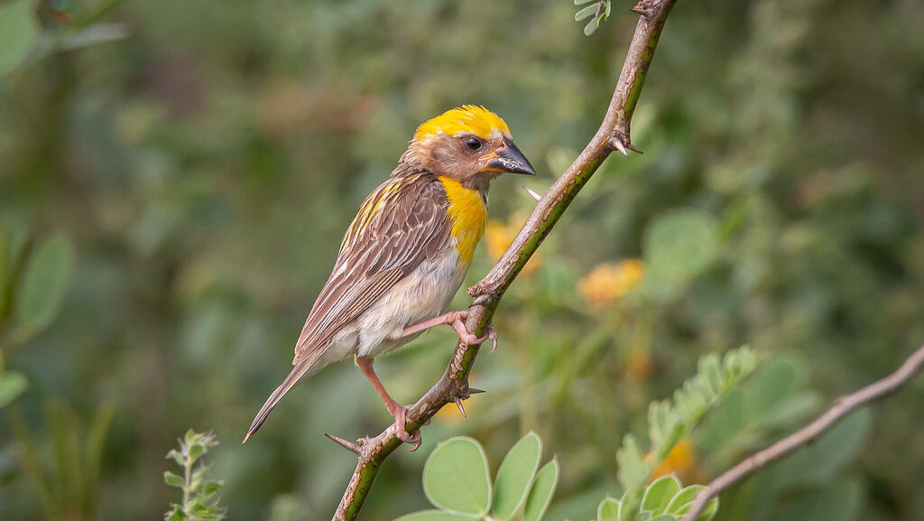 Baya weaver bird sitting on a branch
