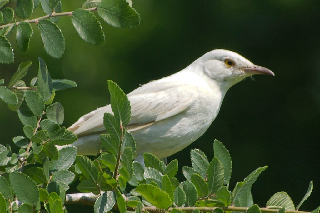 An Albino Mockingbird with white plumage and a pale eye perches among green leaves.