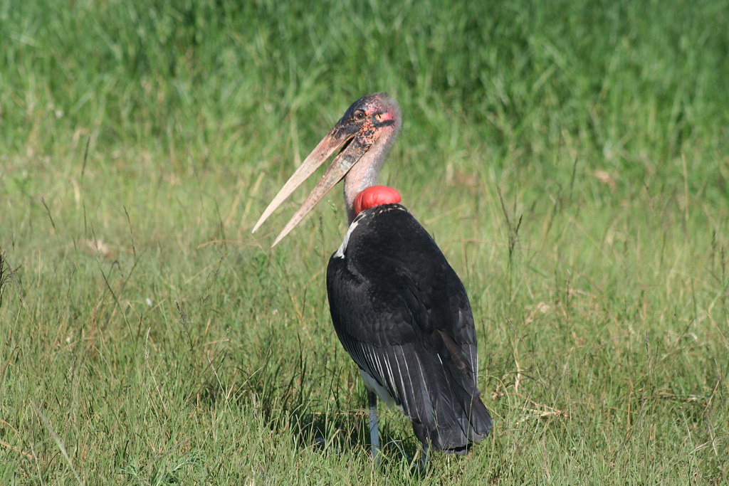 A Marabou Stork with a bare head, large beak, and red neck sac stands in grass.