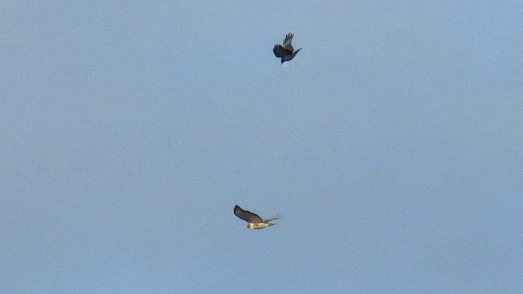 Two hawks engaged in a mid-air fight
