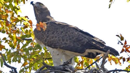 Female Martial Eagle perched protectively at her large nest
