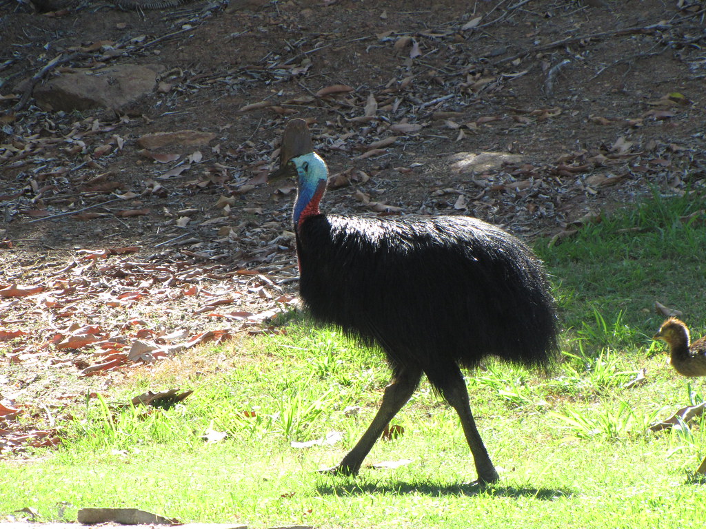 A Southern Cassowary with a colorful head and casque walks on green grass.