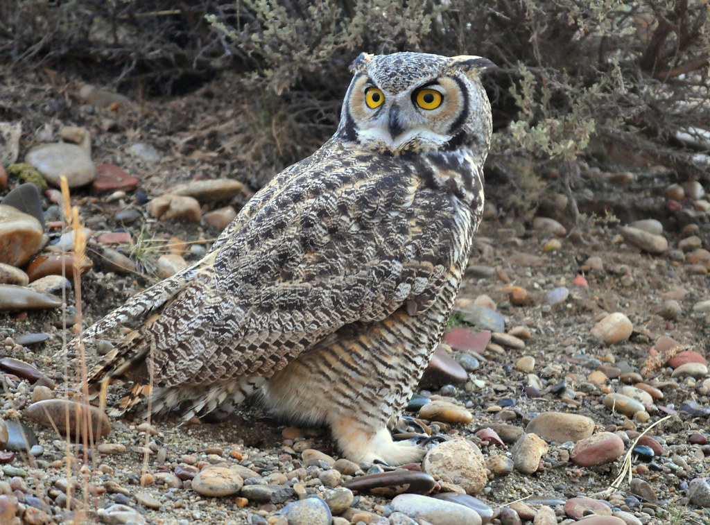 A great horned owl stands on rocky ground, looking intently over its left shoulder.