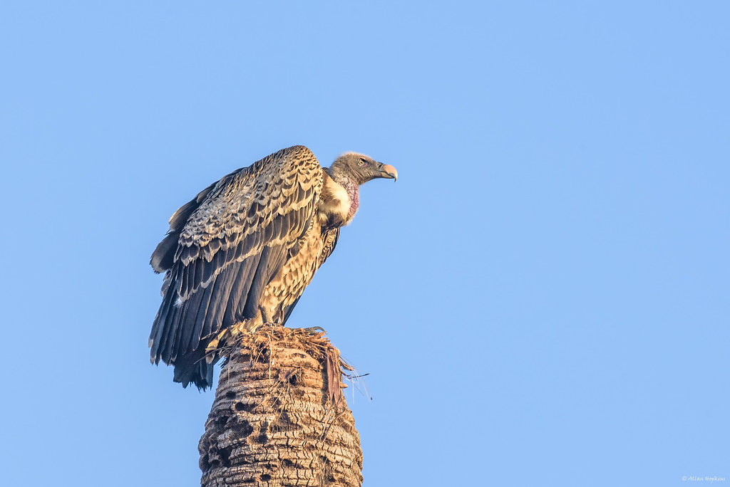 A Rüppell’s Griffon perches on a tree trunk against a clear blue sky.