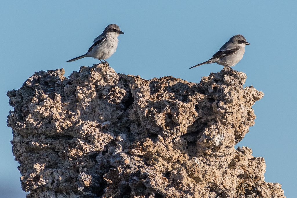 Two Loggerhead Shrikes perch on a rocky formation, showing their grey and white plumage.