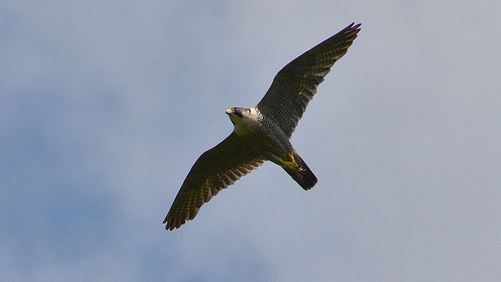A majestic Peregrine Falcon soars with wings outstretched against a cloudy sky.