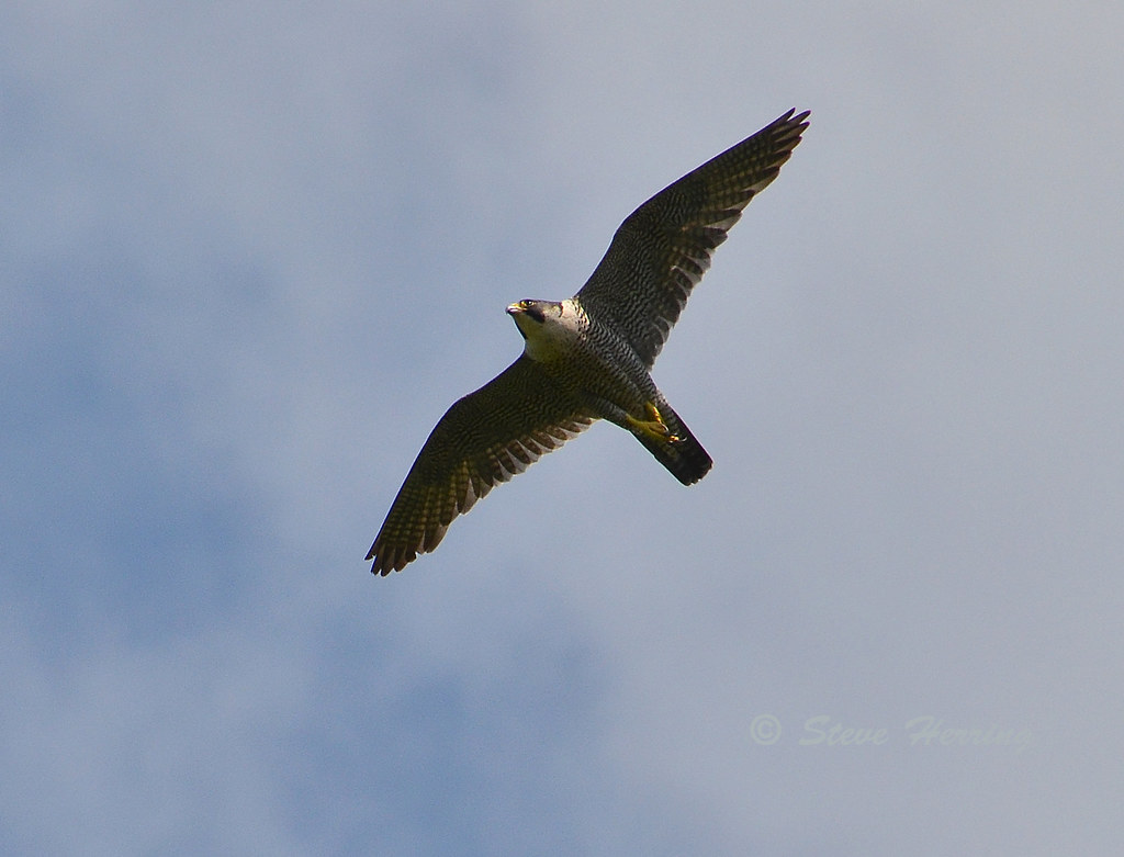 A majestic Peregrine Falcon soars with wings outstretched against a cloudy sky.
