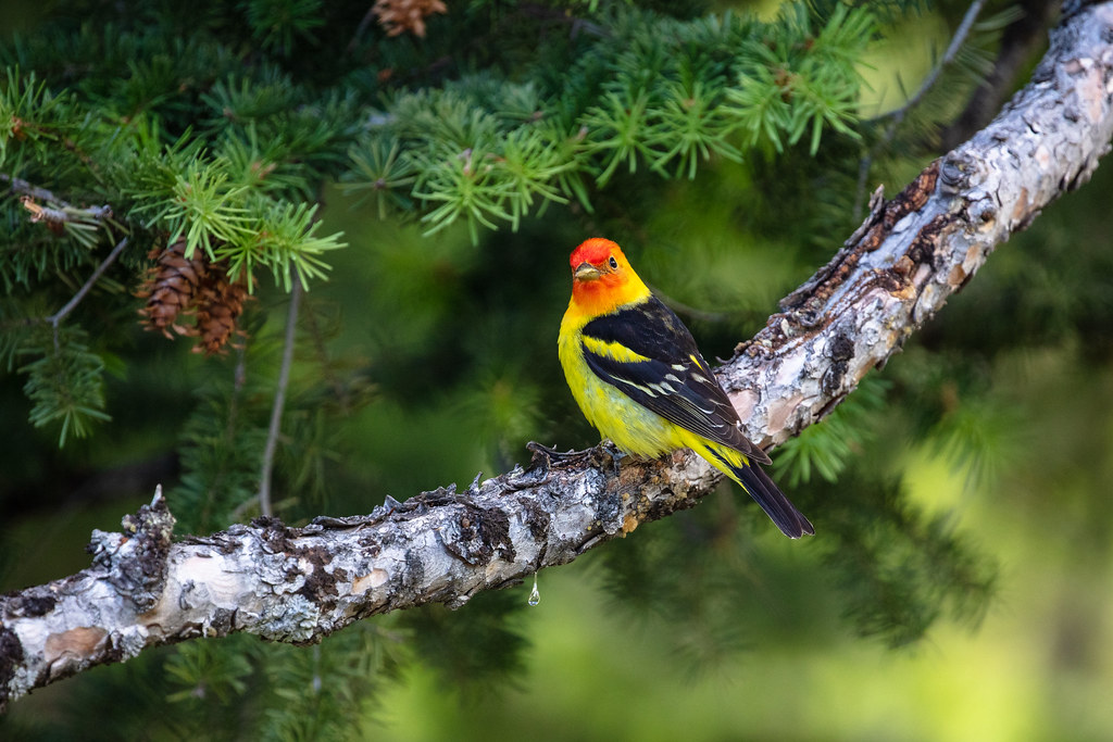 A Western Tanager with a red-orange head and yellow body perches on a pine branch.
