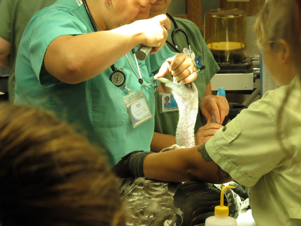 A routine exam of a Rüppell’s Griffon vulture bird for research.