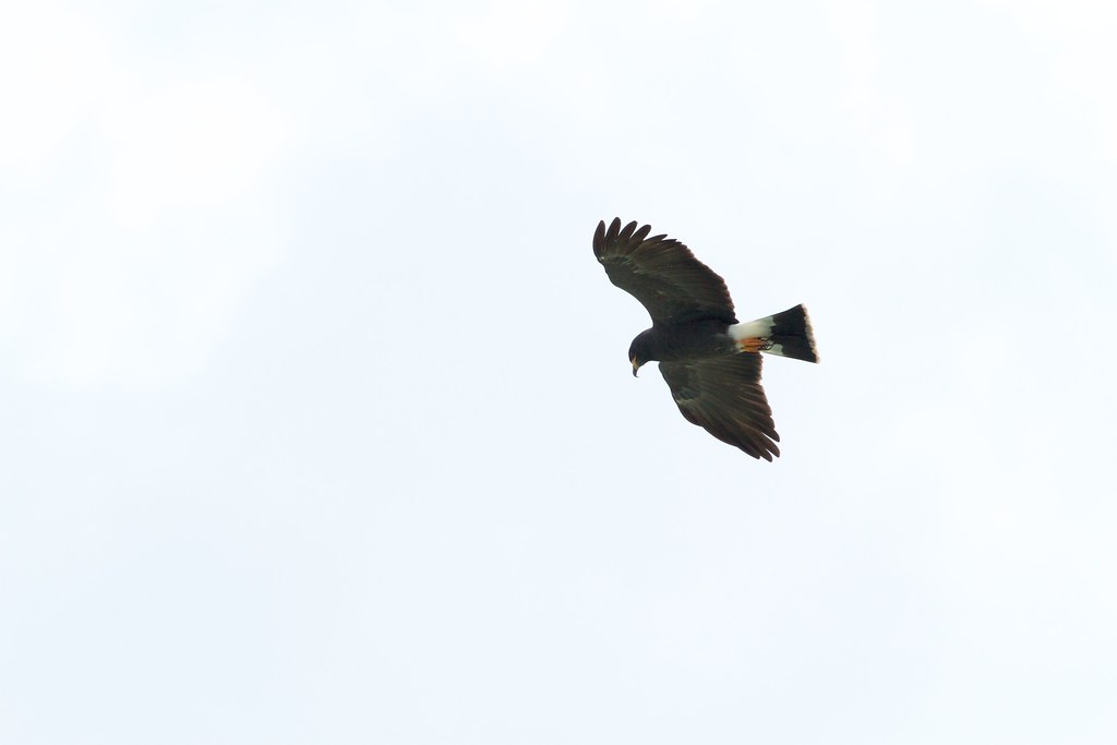 A Snail Kite soars gracefully with outstretched wings against a bright, overcast sky.