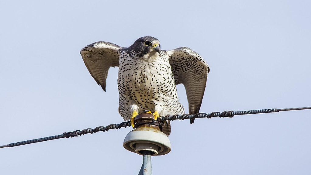 Female Gyrfalcon perched on a wire
