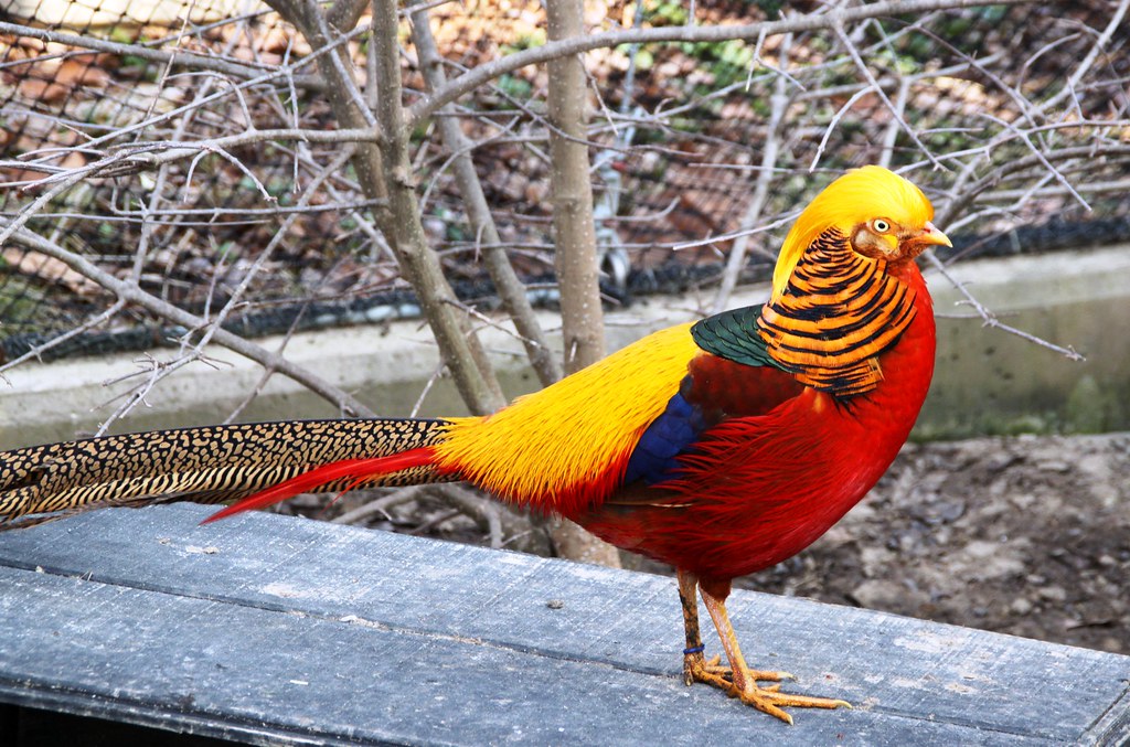 A vibrant pheasant with a golden crest, orange ruff, and red body stands on a wooden surface.