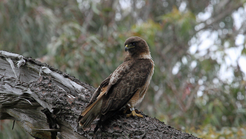 A robust Red-tailed Hawk with brown plumage and a leg band perches on a gnarled tree branch.