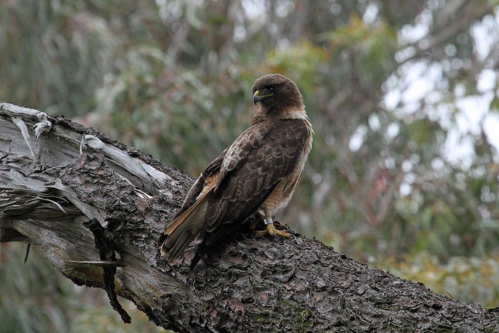 A robust Red-tailed Hawk with brown plumage and a leg band perches on a gnarled tree branch.
