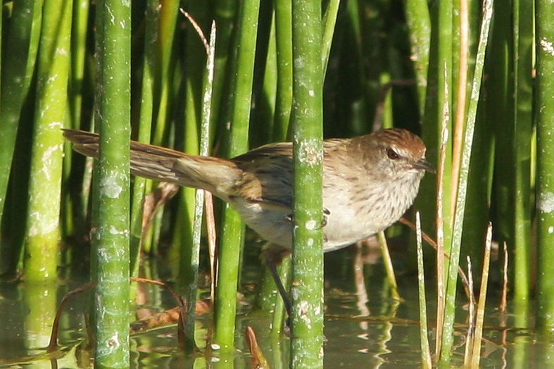 A small Little Grassbird with streaky brown plumage is hidden among green reeds.