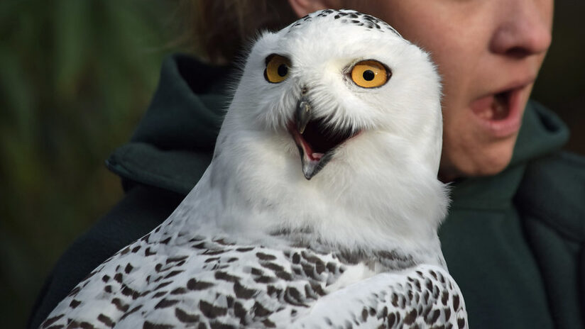 Surprised Snowy Owl with zoo staff in background