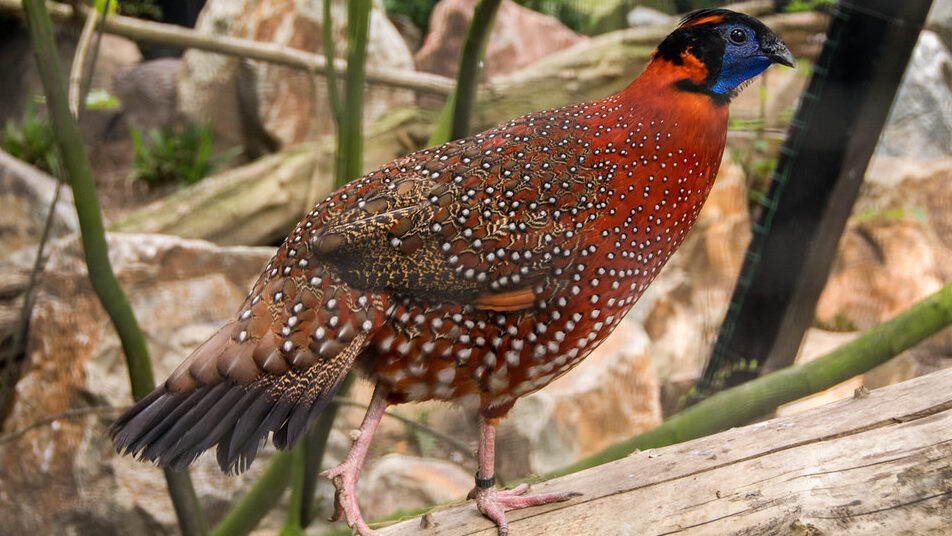 Satyr Tragopan standing on wooden perch inside a zoo enclosure