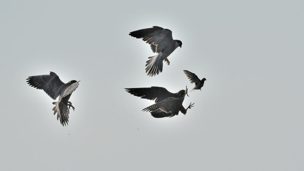 Group of peregrine falcons in flight chasing a smaller bird in the sky
