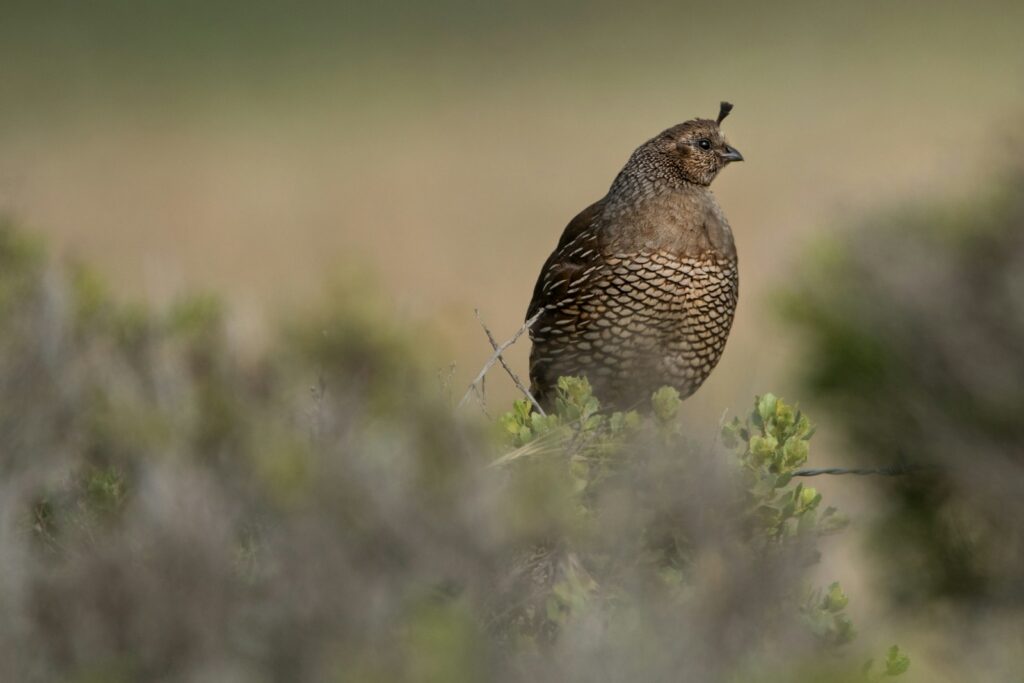 A plump California Quail with distinctive scaled feathers perches on green foliage.