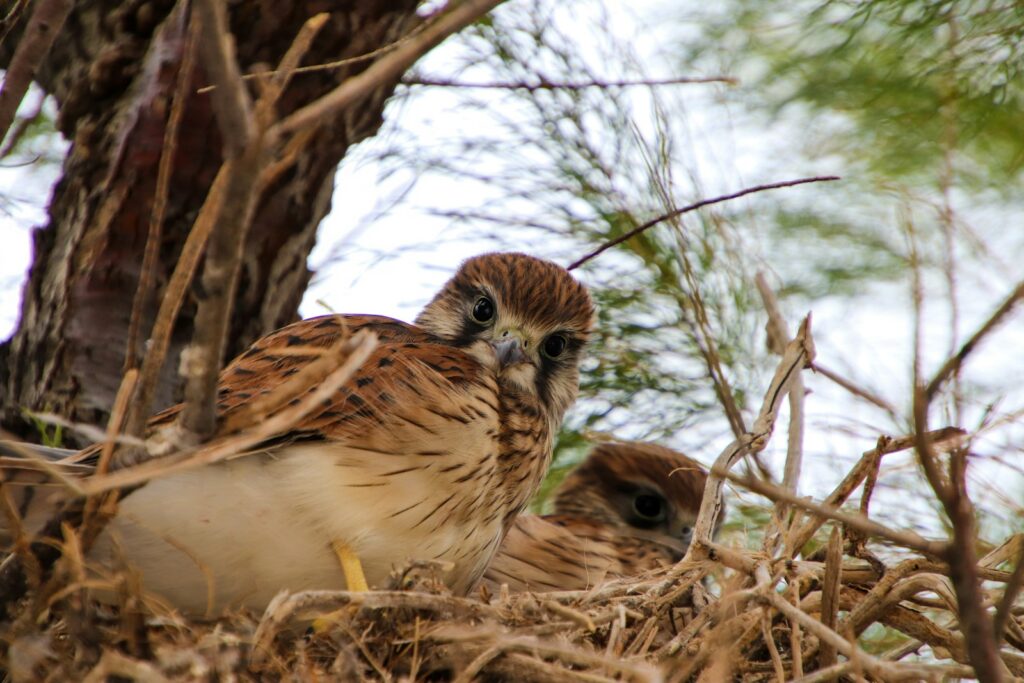 A Hawk chick looks forward while another is partially visible in a nest.