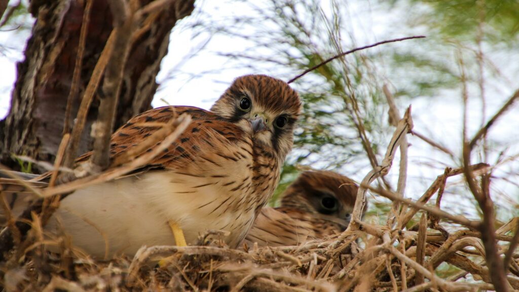A Hawk chick looks forward while another is partially visible in a nest.