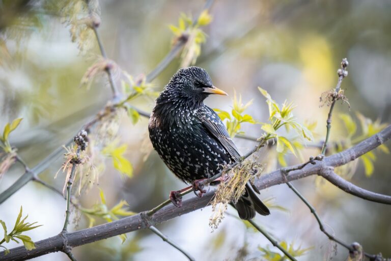 A common starling with speckled feathers and a yellow beak perches on a branch.