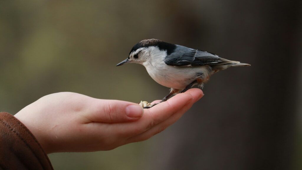 A small bird perched on the edge of a person's hand