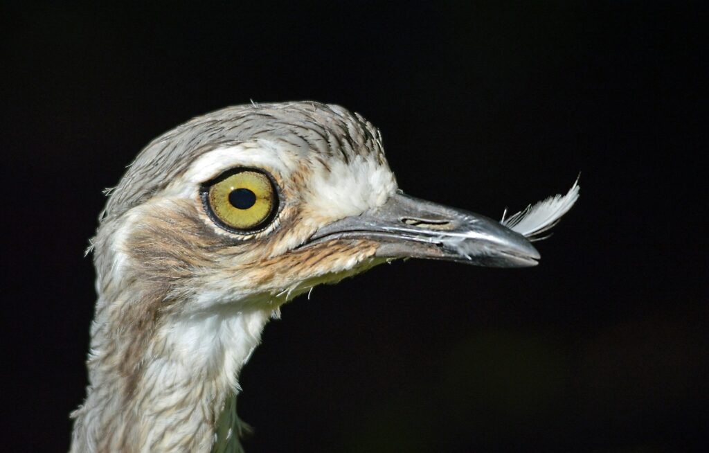 A close-up of a Bush Stone-Curlew's head, showing its large yellow eye and pointed beak.