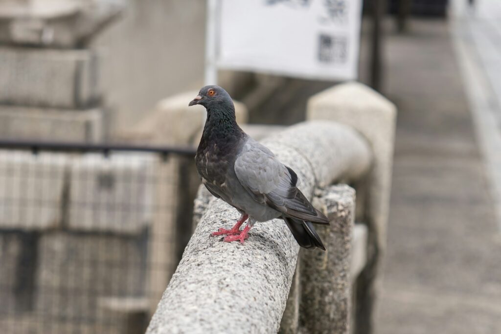 A grey and black pigeon with orange eyes perches on a stone railing.