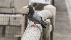 A grey and black pigeon with orange eyes perches on a stone railing.