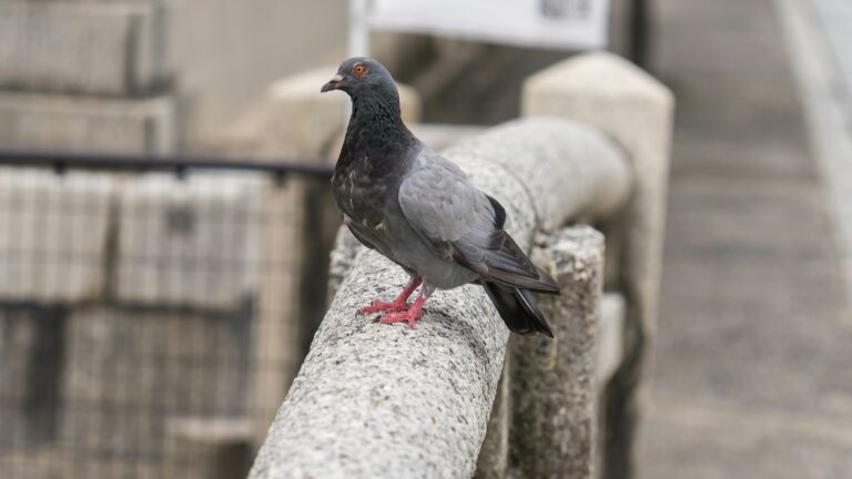 A grey and black pigeon with orange eyes perches on a stone railing.