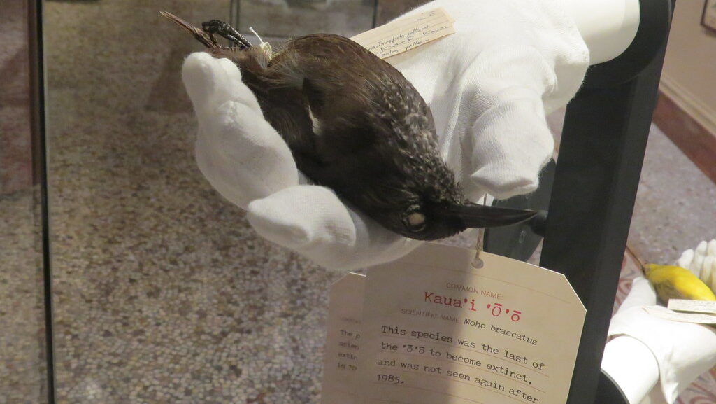 Extinct Kauaʻi ʻōʻō on a display