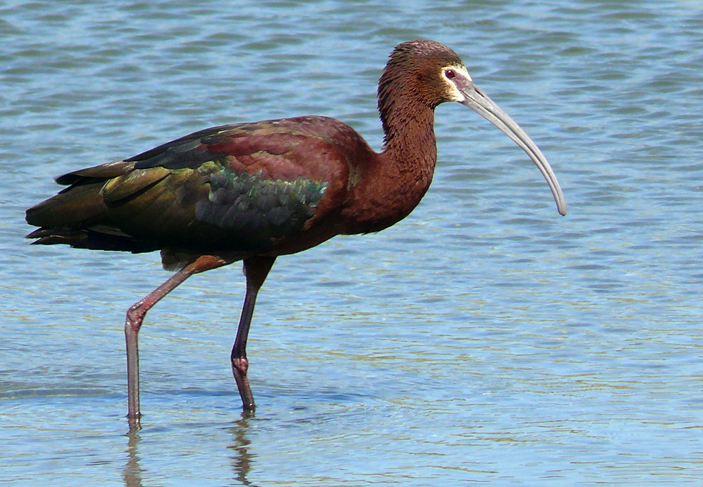 A Glossy Ibis wades in shallow water, showing its iridescent plumage and curved beak.