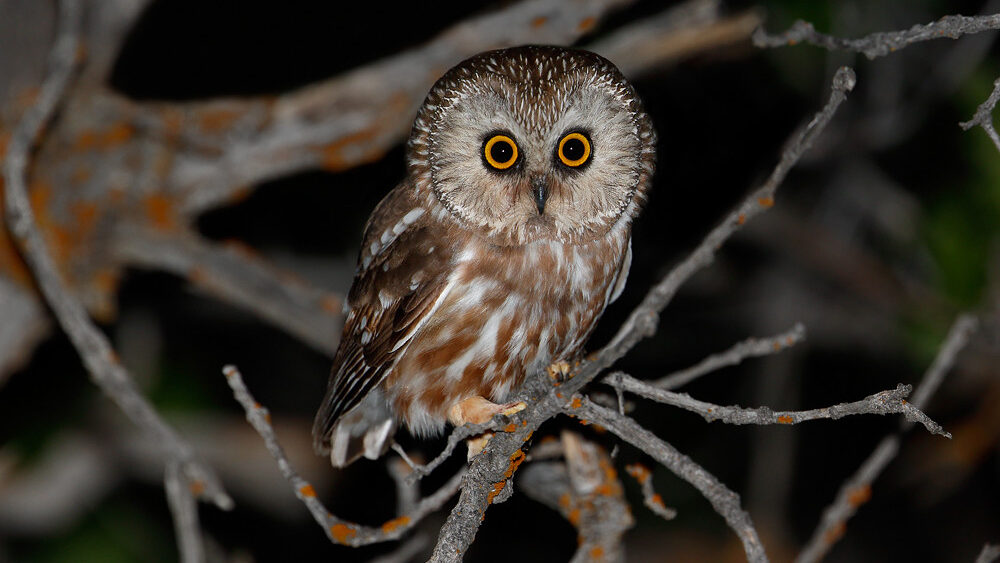 A Northern Saw-whet Owl perches on a bare branch at night, looking forward.