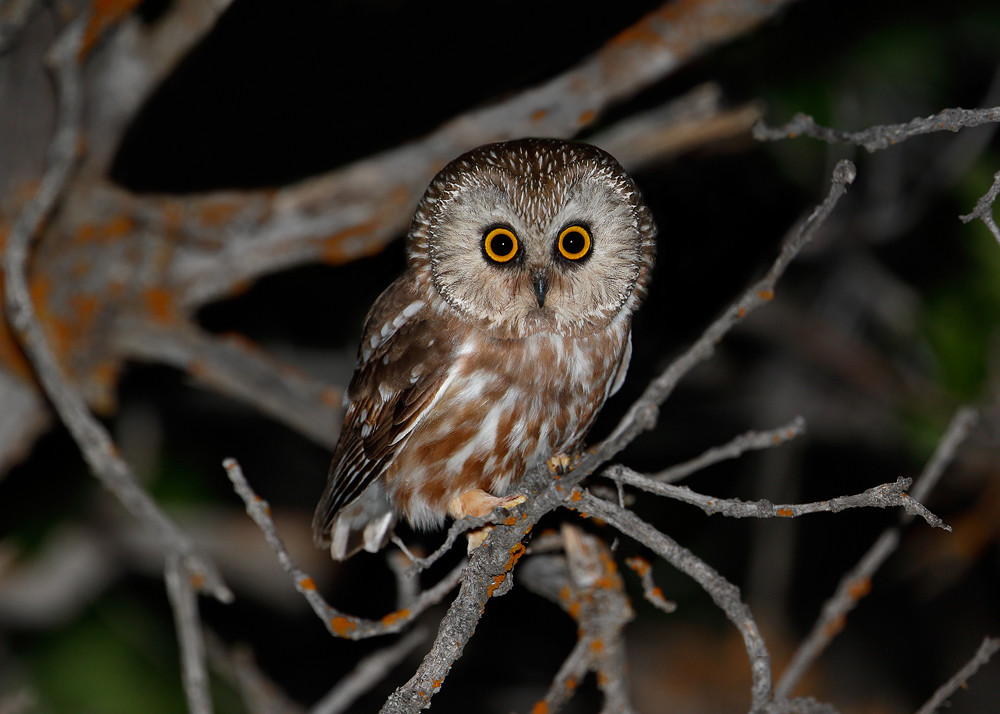 A Northern Saw-whet Owl perches on a bare branch at night, looking forward.