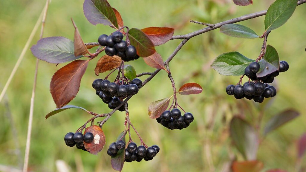 Clustered chokeberries on a branch