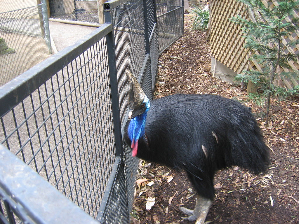 A southern cassowary with blue and red coloring stands beside a metal fence.