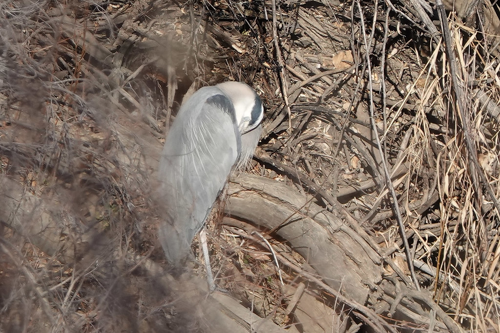 A Great Blue Heron with grey feathers rests among dry, tangled branches.