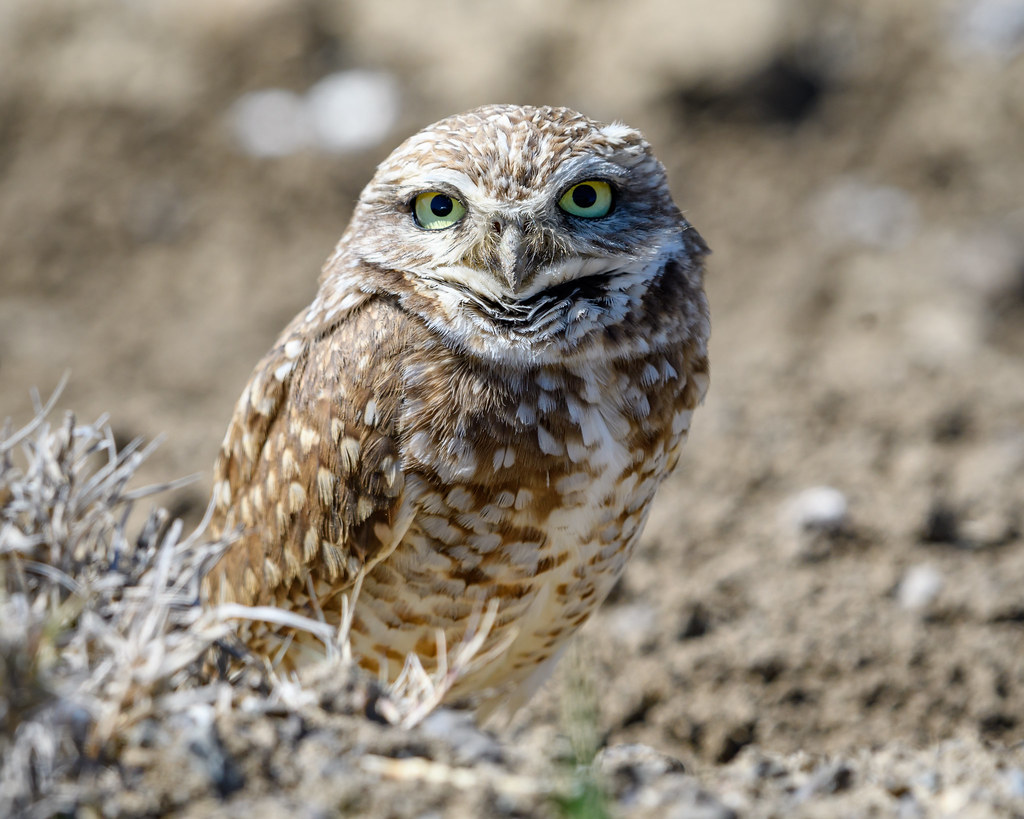 A Burrowing Owl with bright green eyes looks directly forward from a sandy setting.