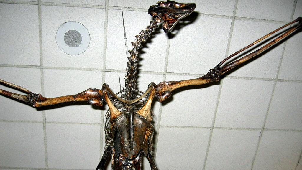 Fossilized skeleton of Merriam's Teratorn in flight pose from La Brea Tar Pits