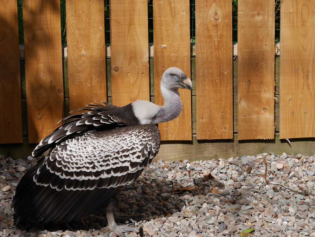 A Rüppell’s Griffon stands on gravel, showing its patterned dark and white plumage.