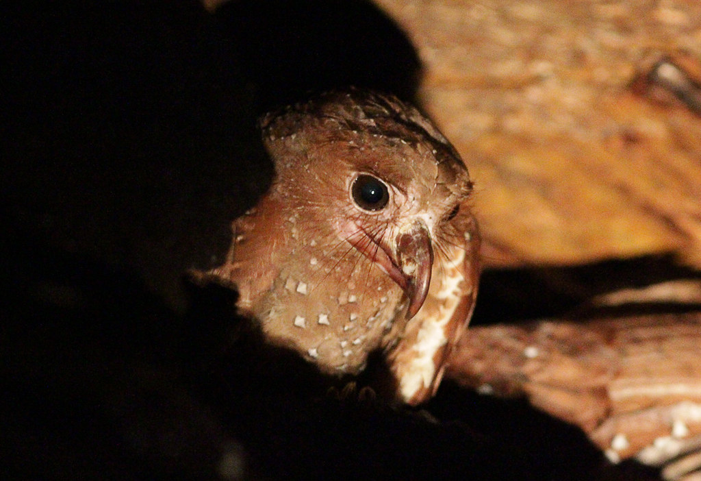 A close-up of an Oilbird's head, showing its large eye and speckled brown feathers.