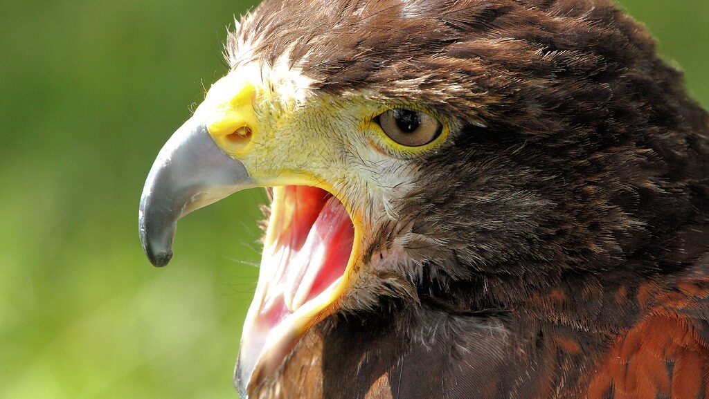 Side view of Harris's hawk head captured mid-call with open beak