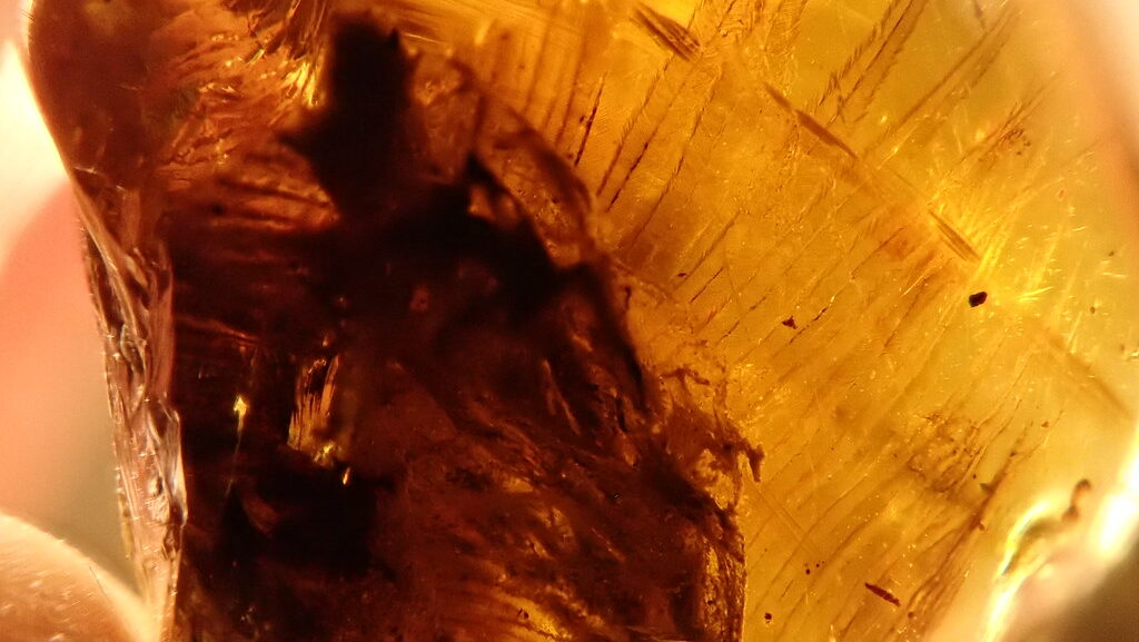 Cretaceous amber fossil with preserved dinosaur feather