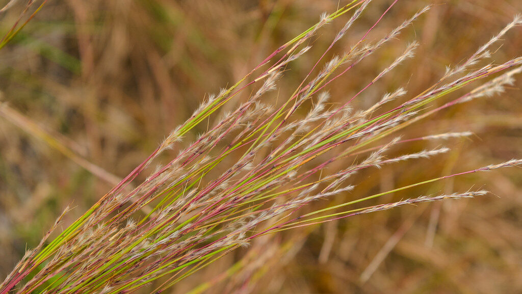 Close-up of bluestem grass