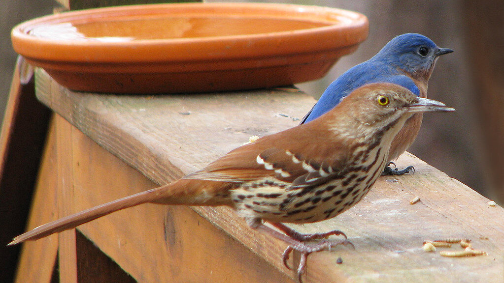Two birds on perched on wooden railing with bits of mealworm