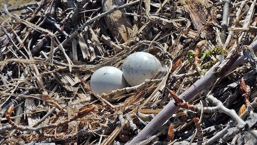 Red-tailed hawk nest with speckled eggs.