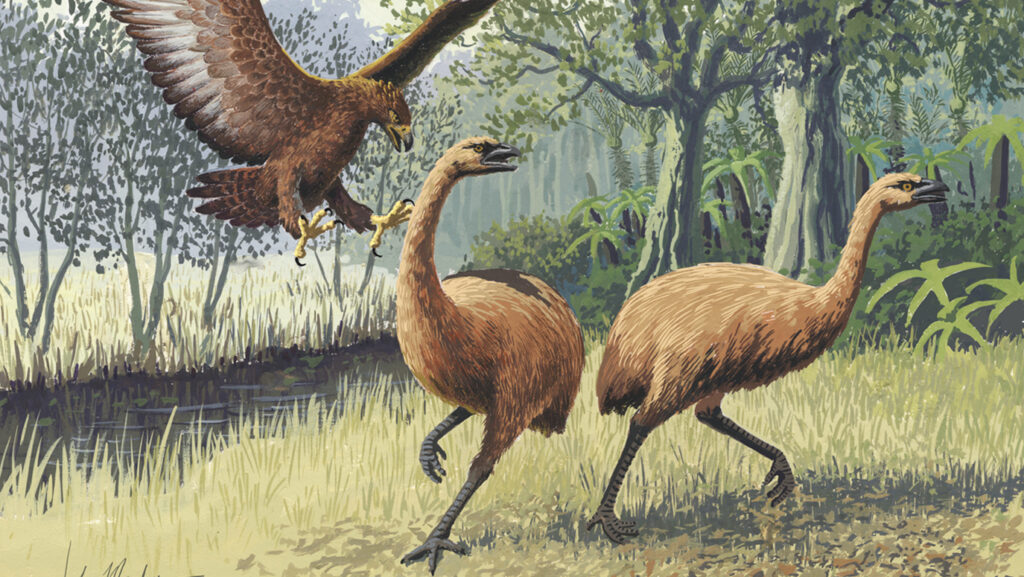 An illustration shows two Moa birds running from a swooping Haast's Eagle in a prehistoric landscape.
